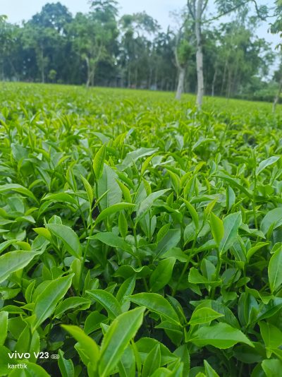 3d8ae58c-61f4-4da0-a943-048d47838376