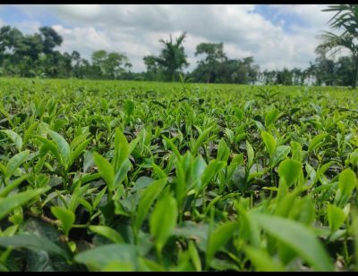 8c644465-c42d-4836-8574-0d36c72e8924